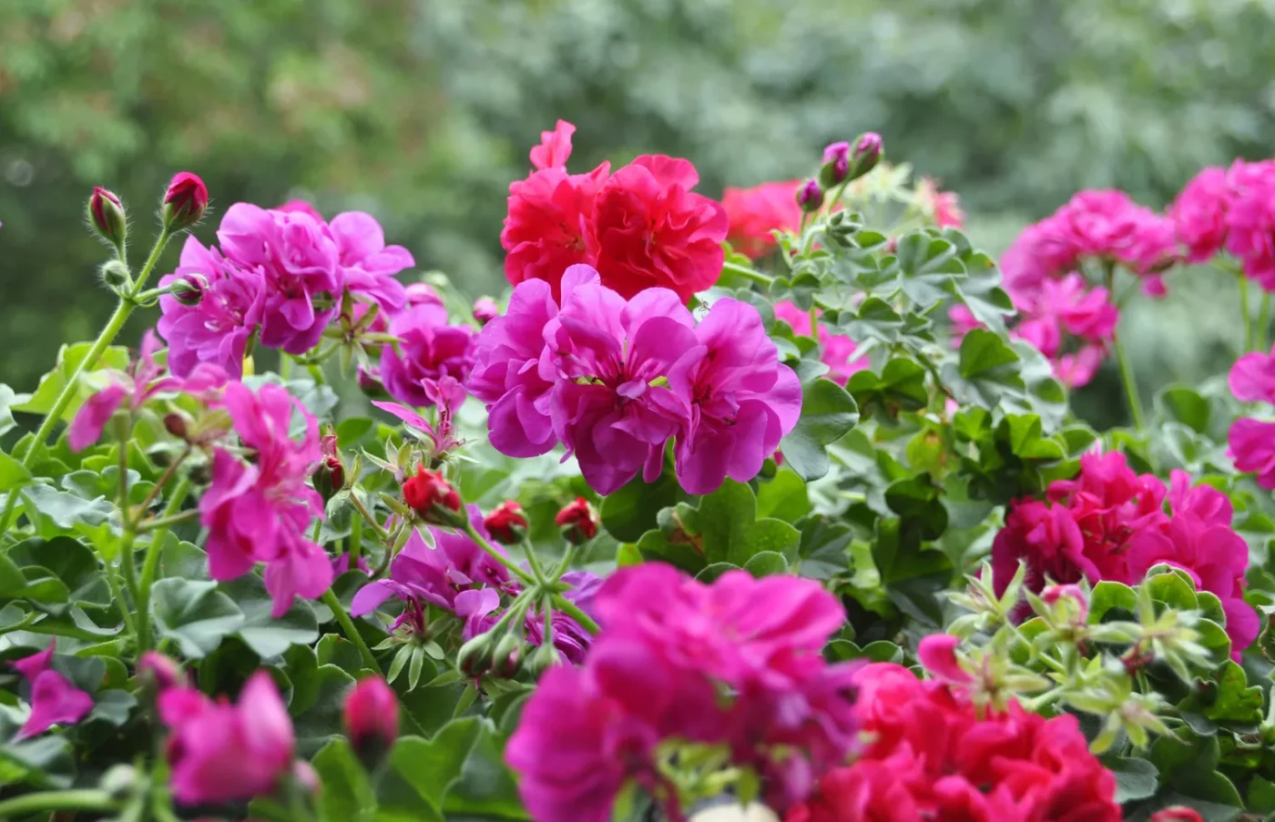 Pink geranium flowers in garden
