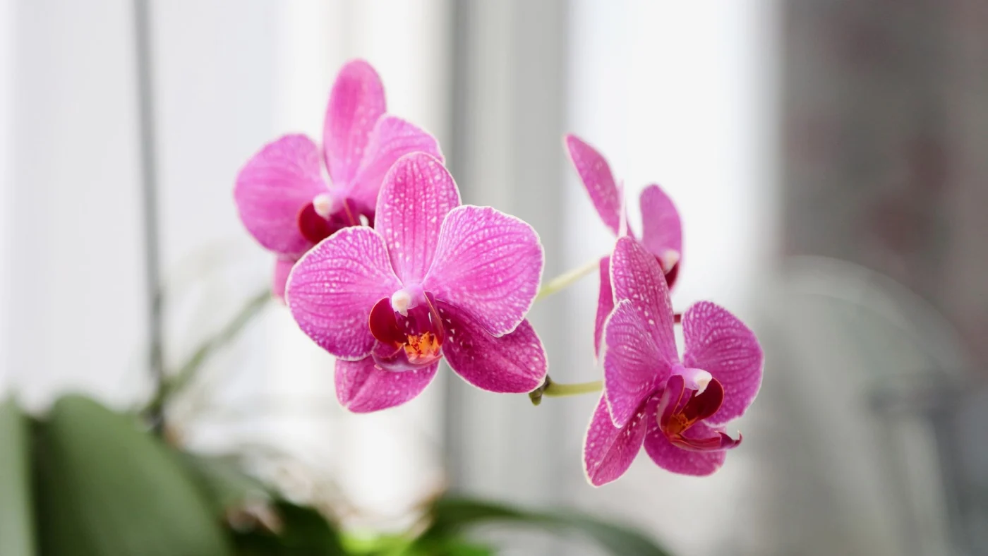 Pink orchid flowers
