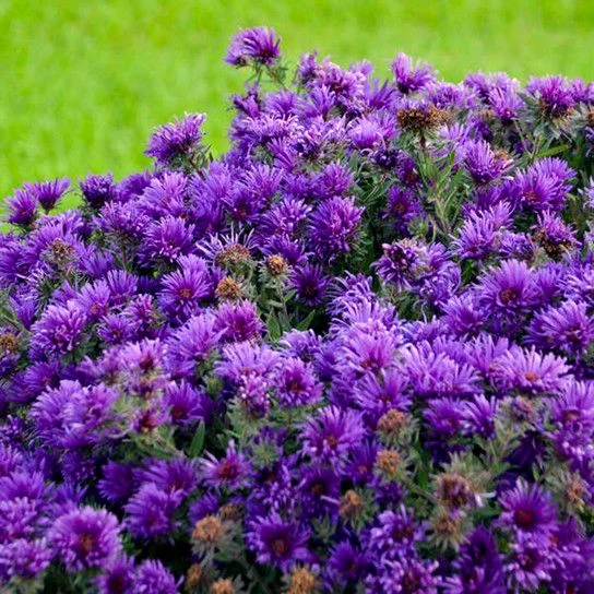 Plant Addicts grape crush aster