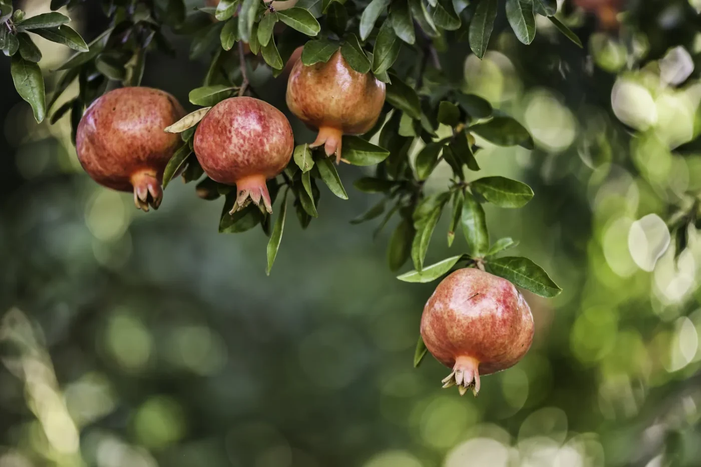 pomegranate tree