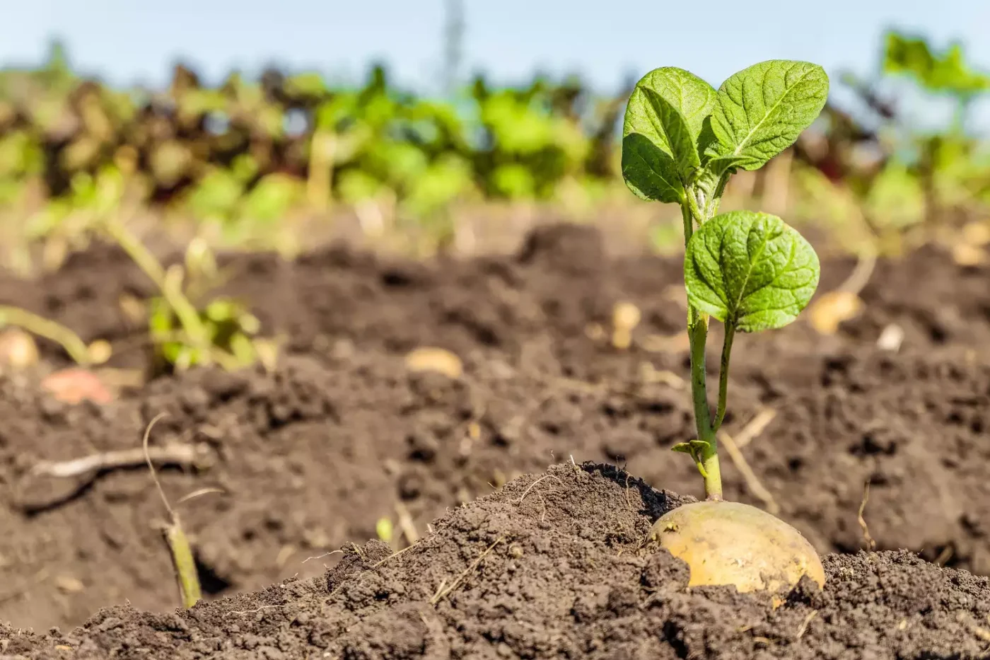 Potatoes in garden