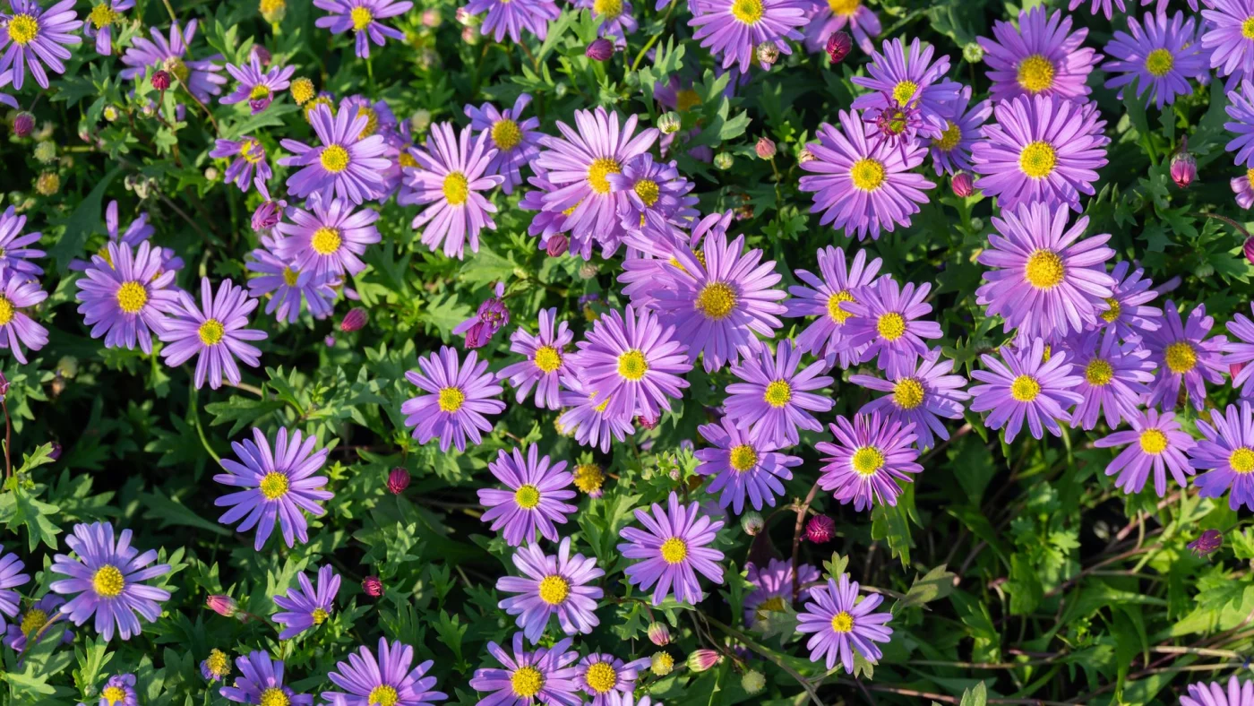 Purple asters in bloom
