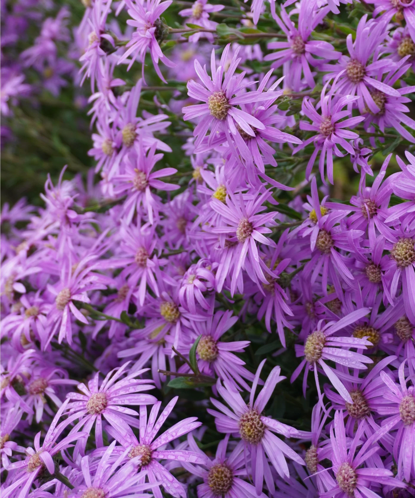 Purple asters