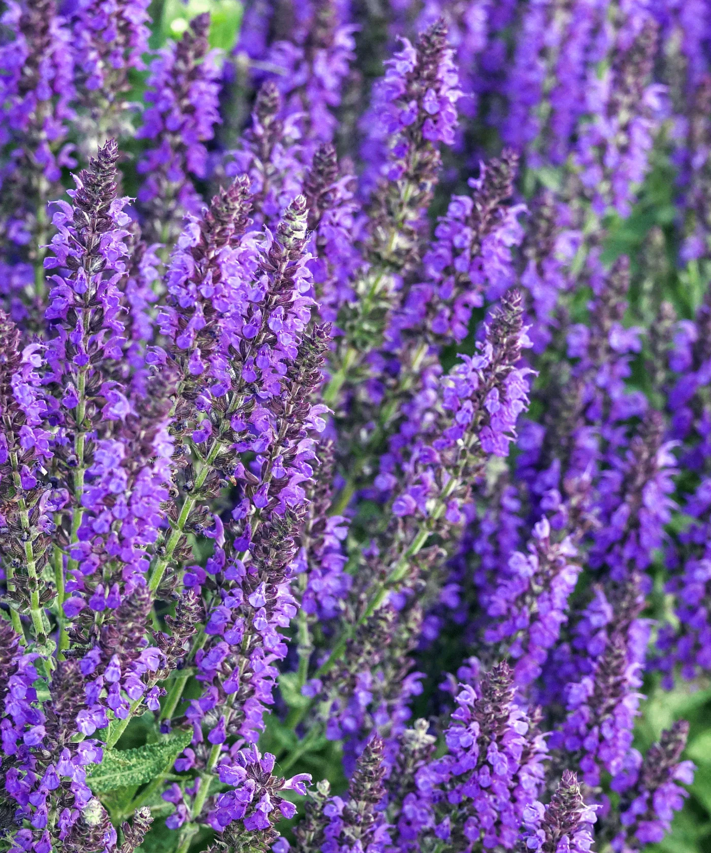 purple flowers of Salvia nemorosa Marcus