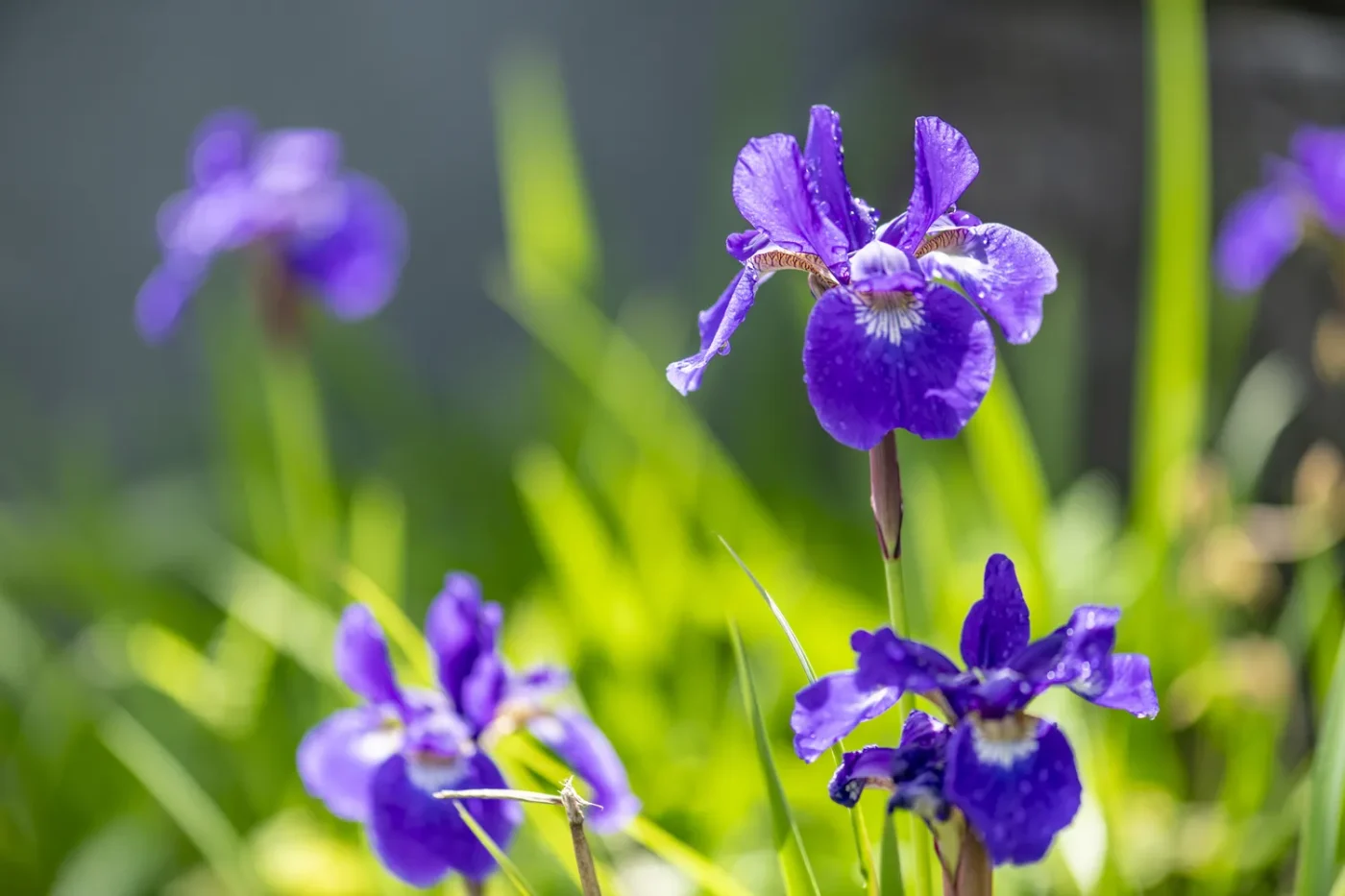 Purple irises