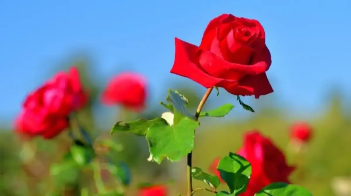Roses