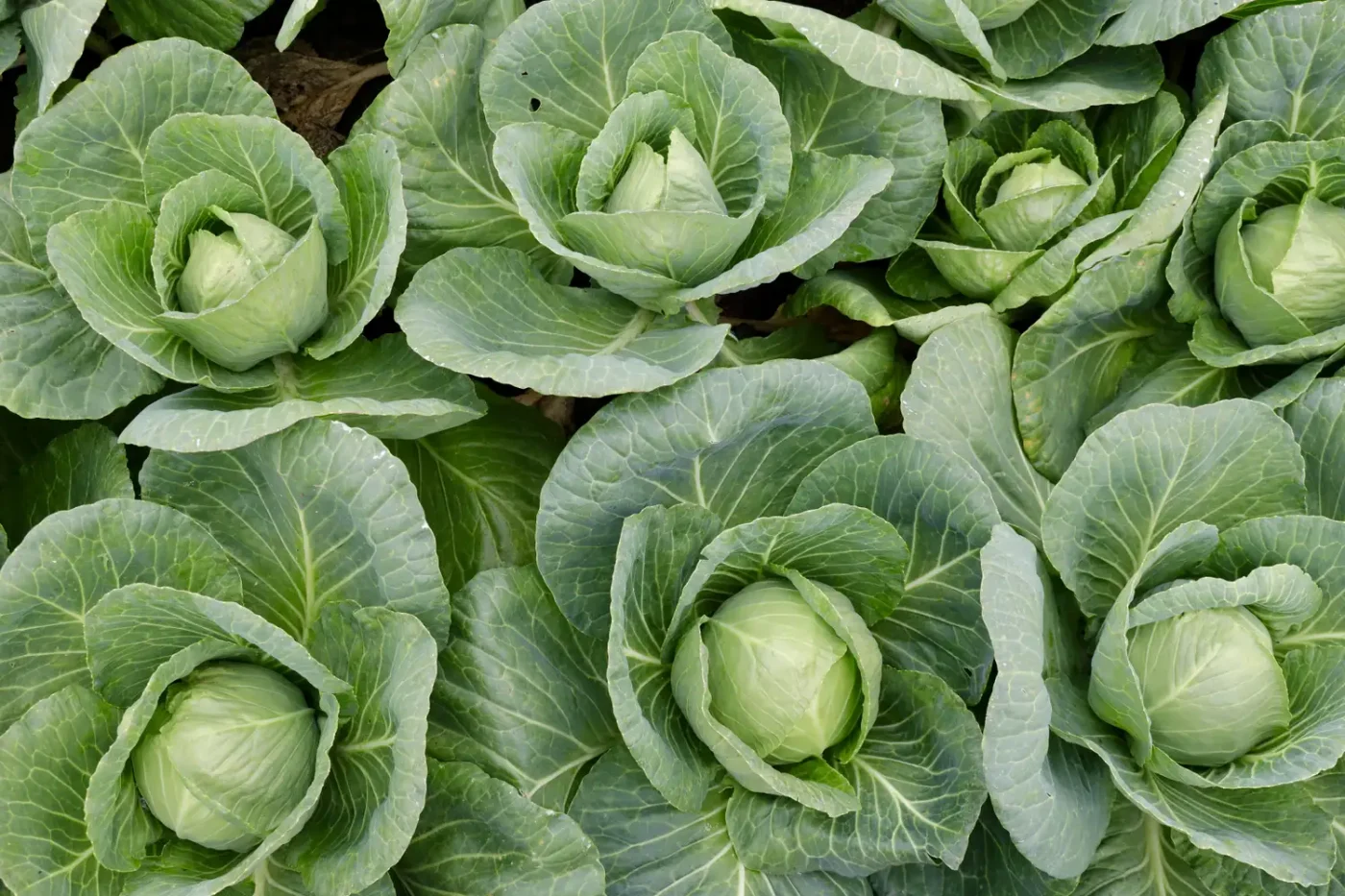Rows of cabbage heads in the garden