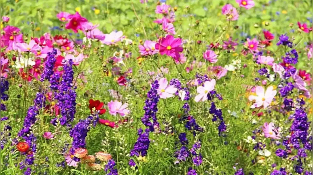 Salvias and Delphiniums