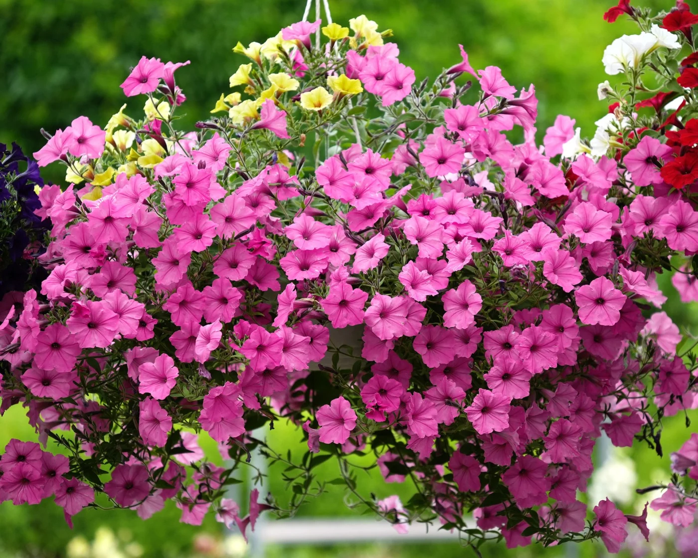 Supertunia petunia Vista Bubblegum profusely blooming closeup in summer garden