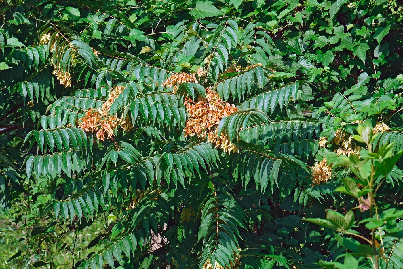 The preferred host plant for spotted lanternflies, an invasive species from Asia called the tree of heaven. (Photo Courtesy of James Watson).