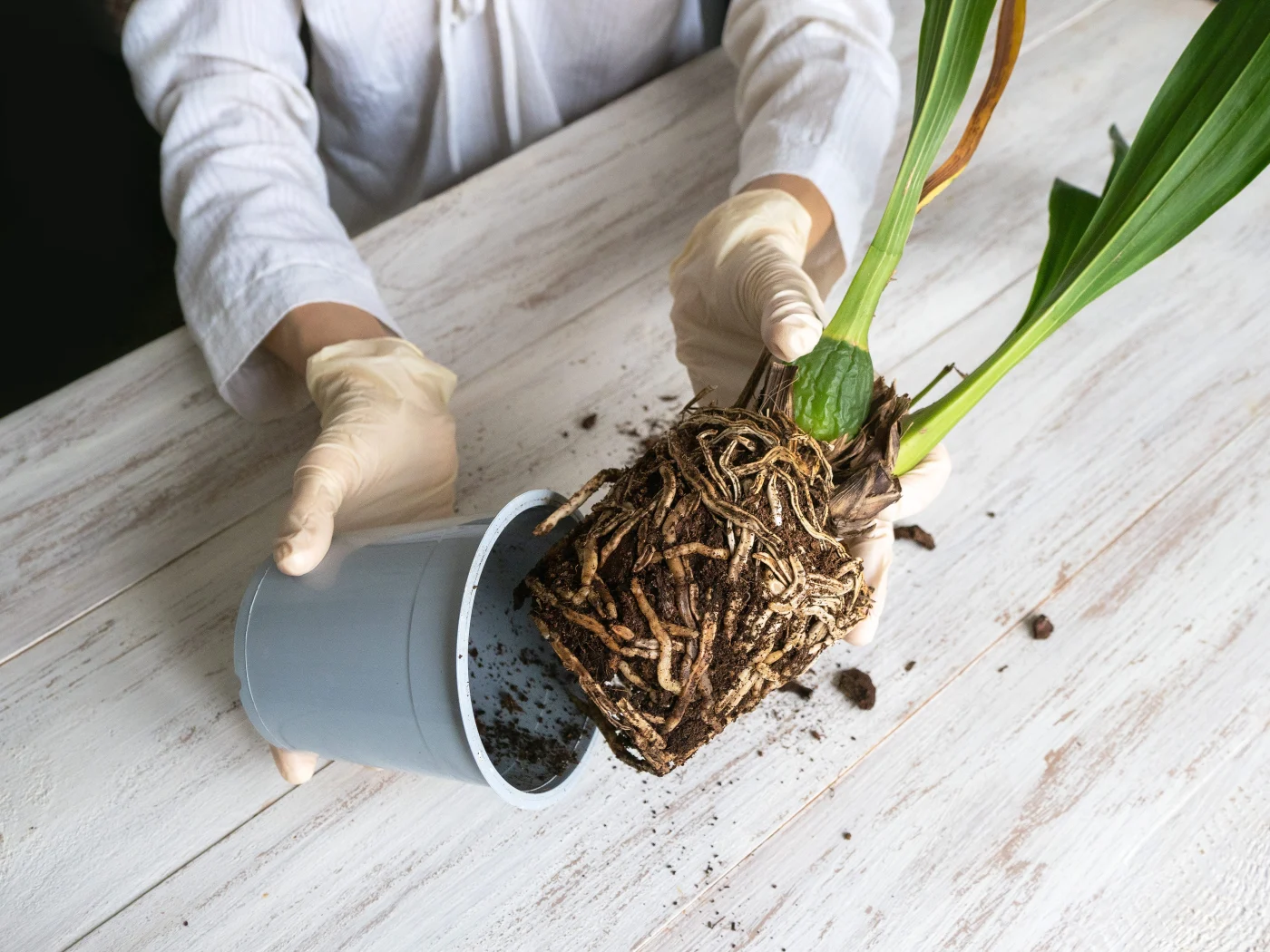 the roots of the orchid are pulled out of the flower pot. diseases of orchid roots, breeding cambria orchids. care of roots of houseplant. cutting roots. home floriculture, plant care concept.