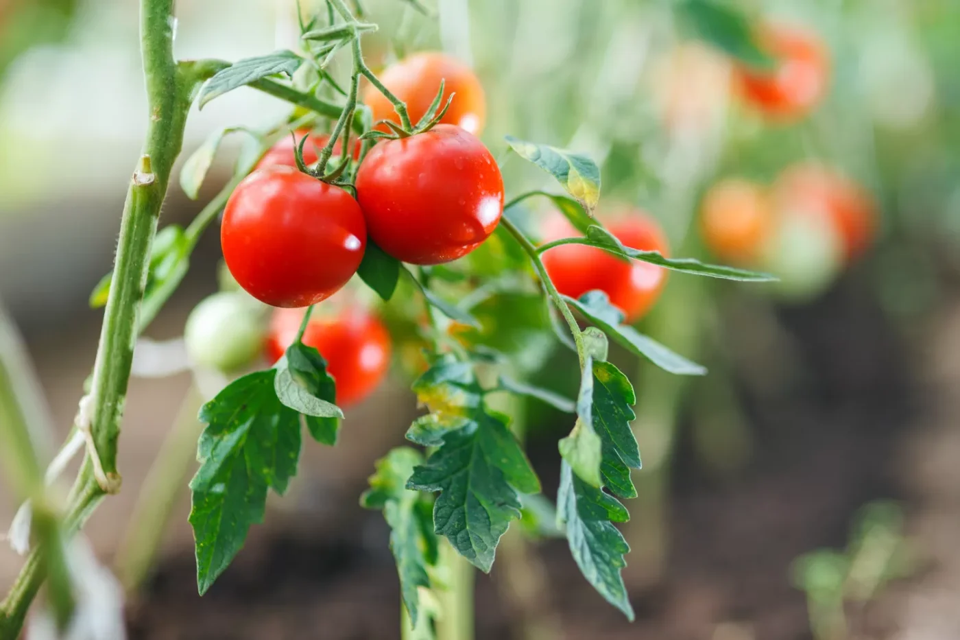 tomatoes growing on plant