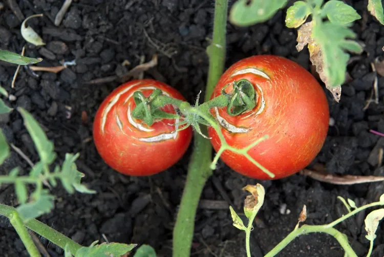 two red tomatoes on the vine with cracked skin