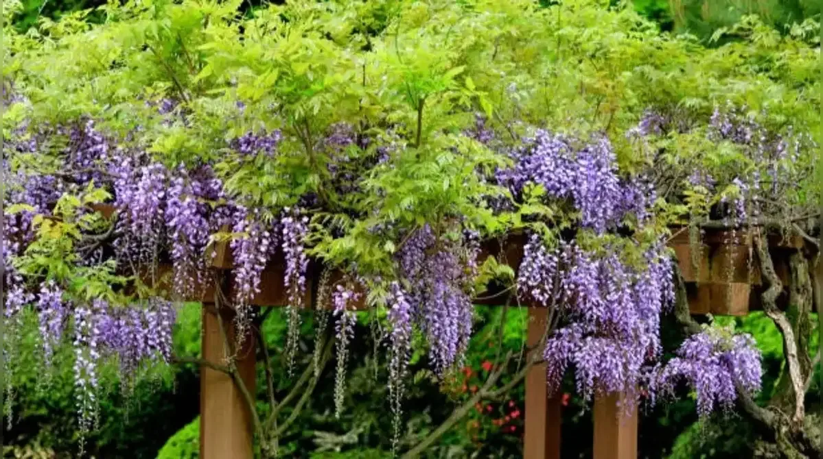 Wisteria
