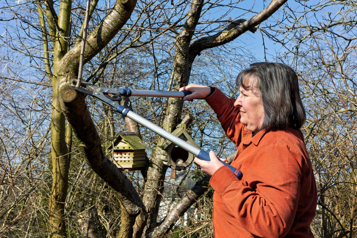 woman gardener pruning water sprout sucker on bare fruit tree branch with long handled garden loppers