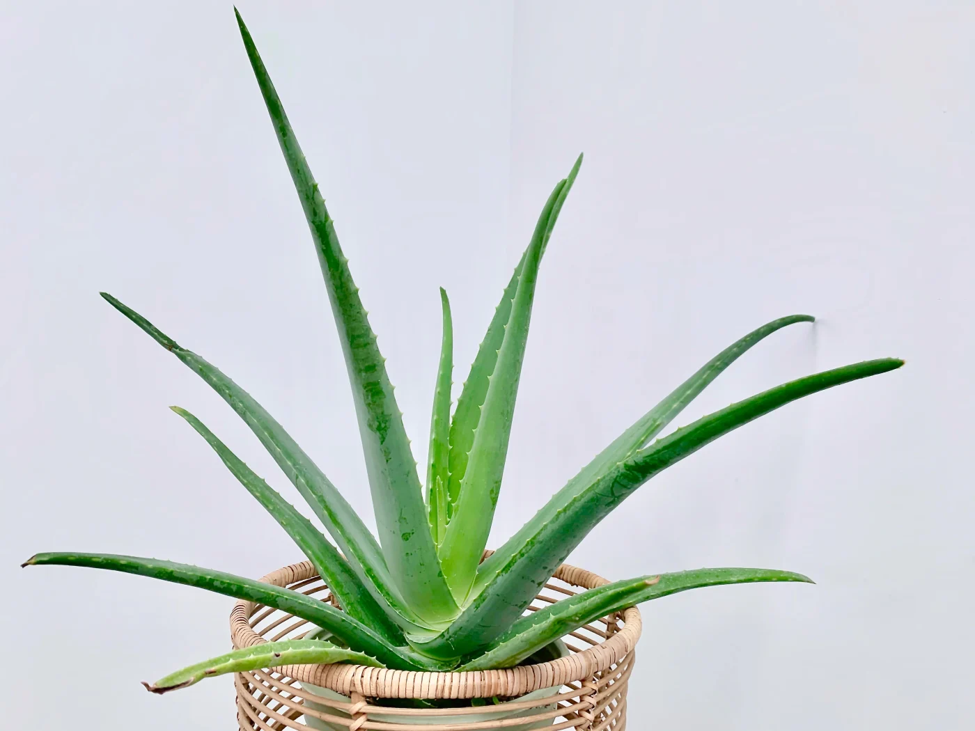 Aloe-Vera-Pflanze