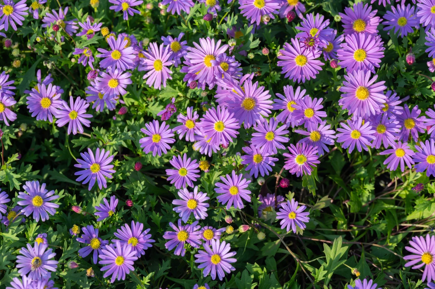 aster flowers blooming in the garden. asters are daisy like flowers that bloom in late summer and early fall.