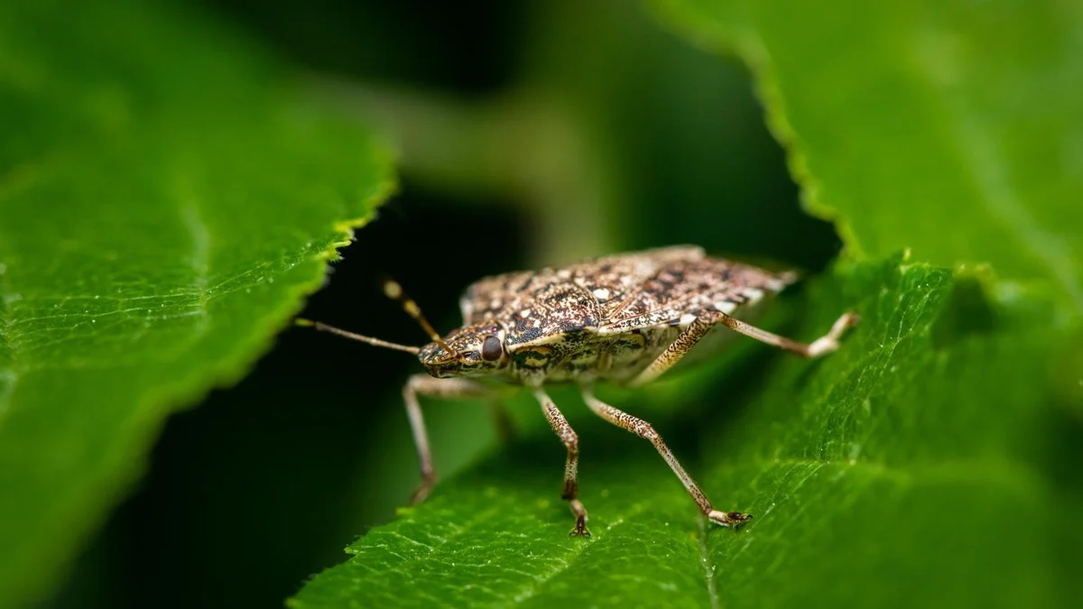 Brown marmorated stink bug Halyomorpha halys walks between green leaves