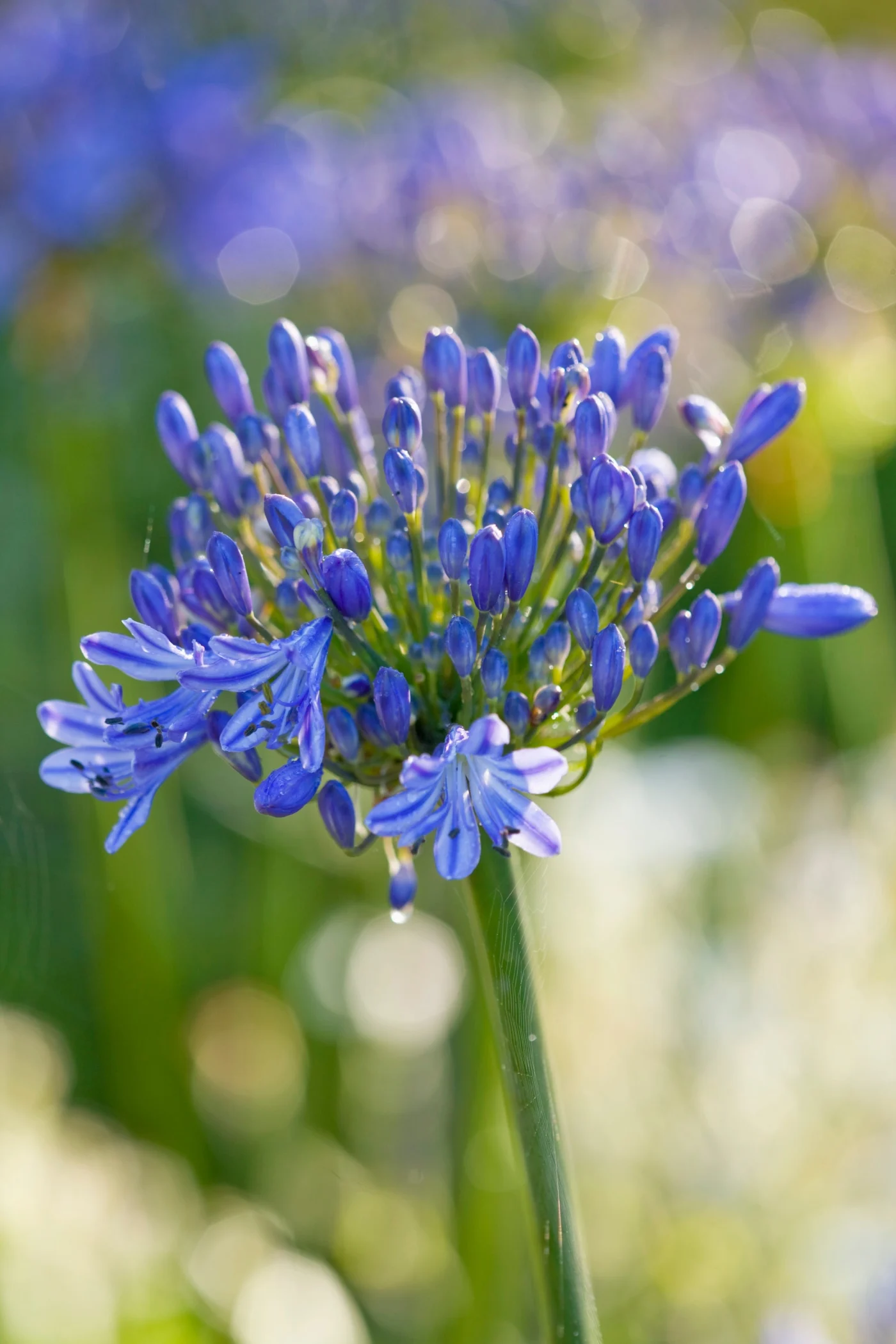 close up of blue agapanthus