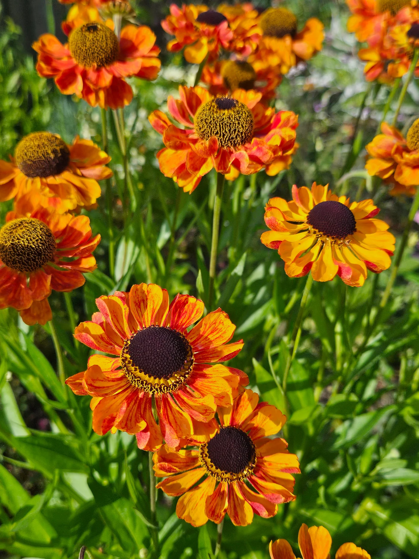 close up of bright orange helenium flowers