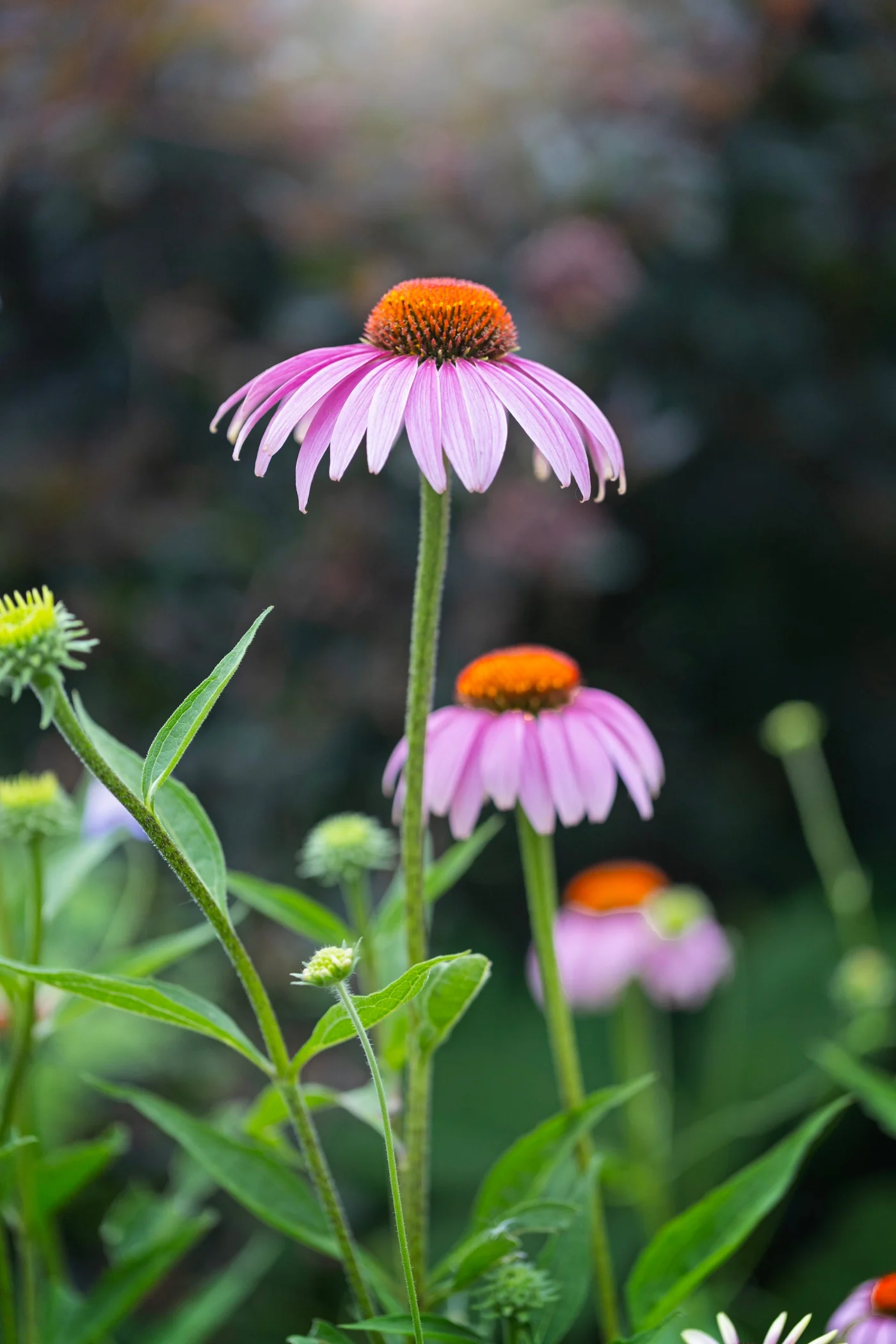 close up view of purple coneflower.
