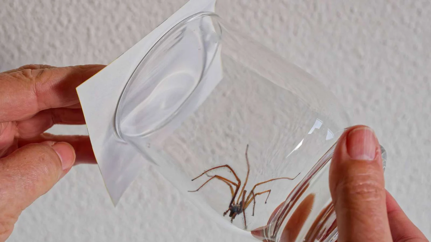 Der ungebetene Gast. Die Hauswinkelspinne wird mit einem Glas eingefangen und danach draußen wieder freigelassen. Münche