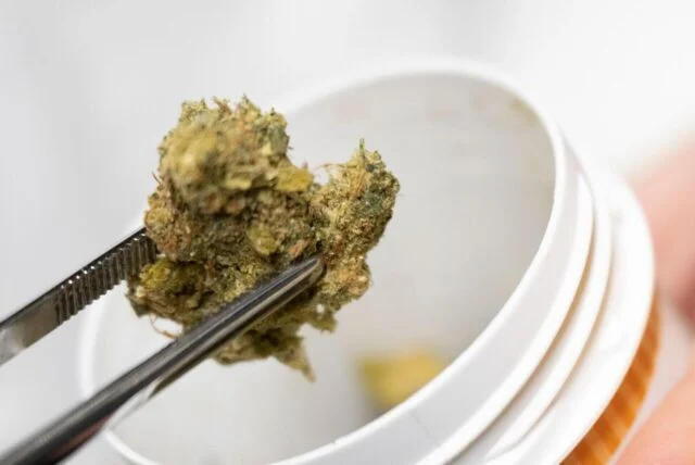 Eine Pinzette hält eine grüne Cannabisblüte über einem geöffneten weißen Kunststoffbehälter. Im Inneren des Behälters ist eine weitere kleine Menge Cannabis zu erkennen.