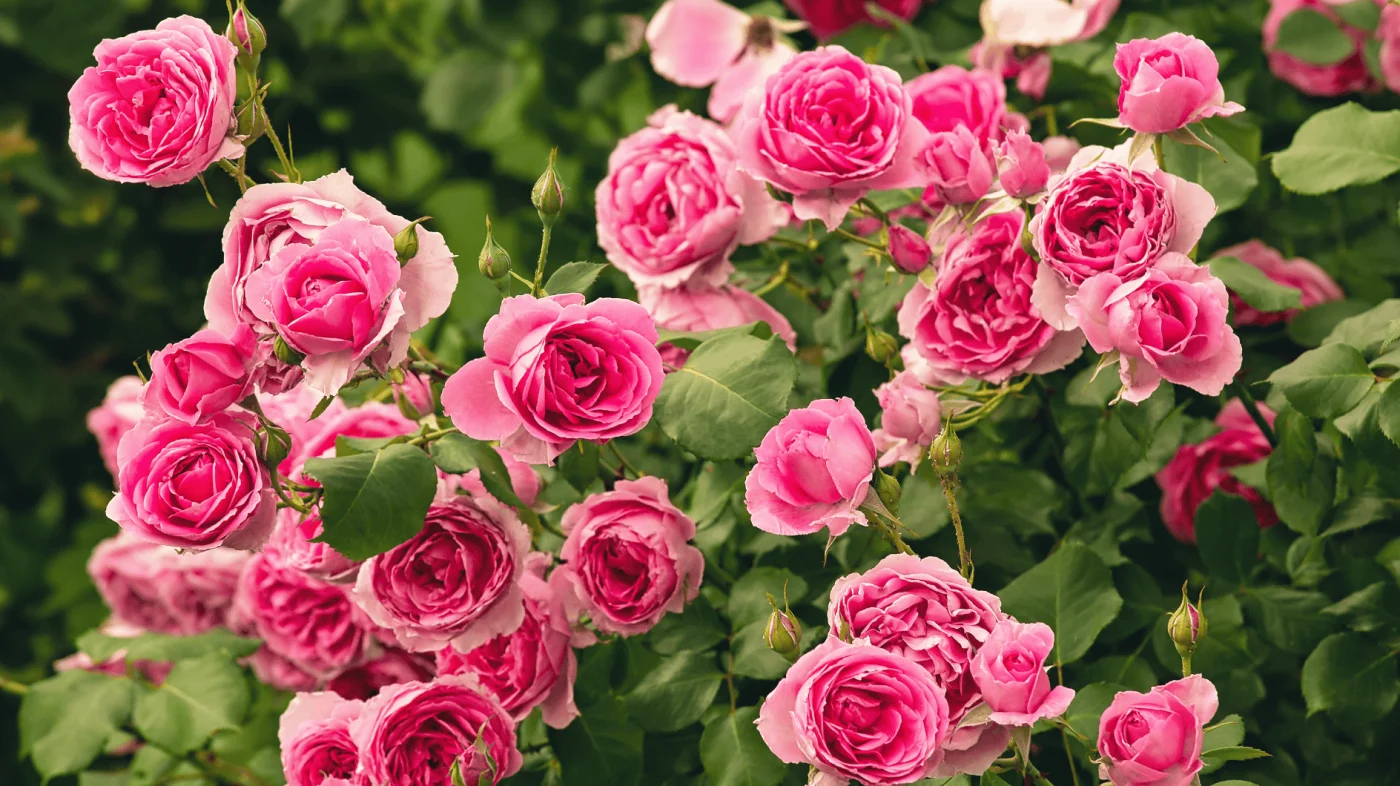 Gärtnern ohne Stress: Warum die Rose „Apfelblüte“ die beste Wahl für Anfänger ist