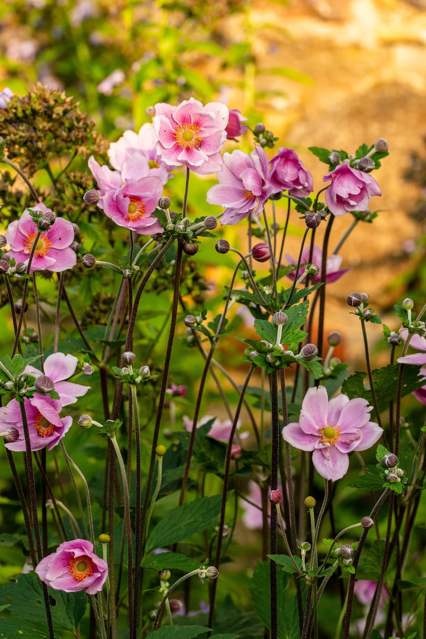 japanese anemone flowers