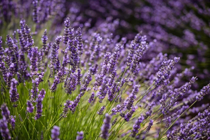 Lavendel