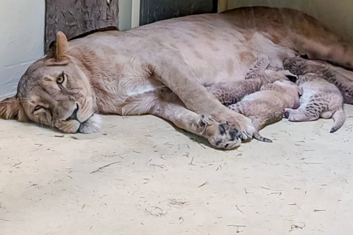 Nachwuchs im Dortmunder Zoo: Zwölf Löwenbabys wohlauf