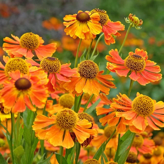 orange and yellow helenium sneezeweed