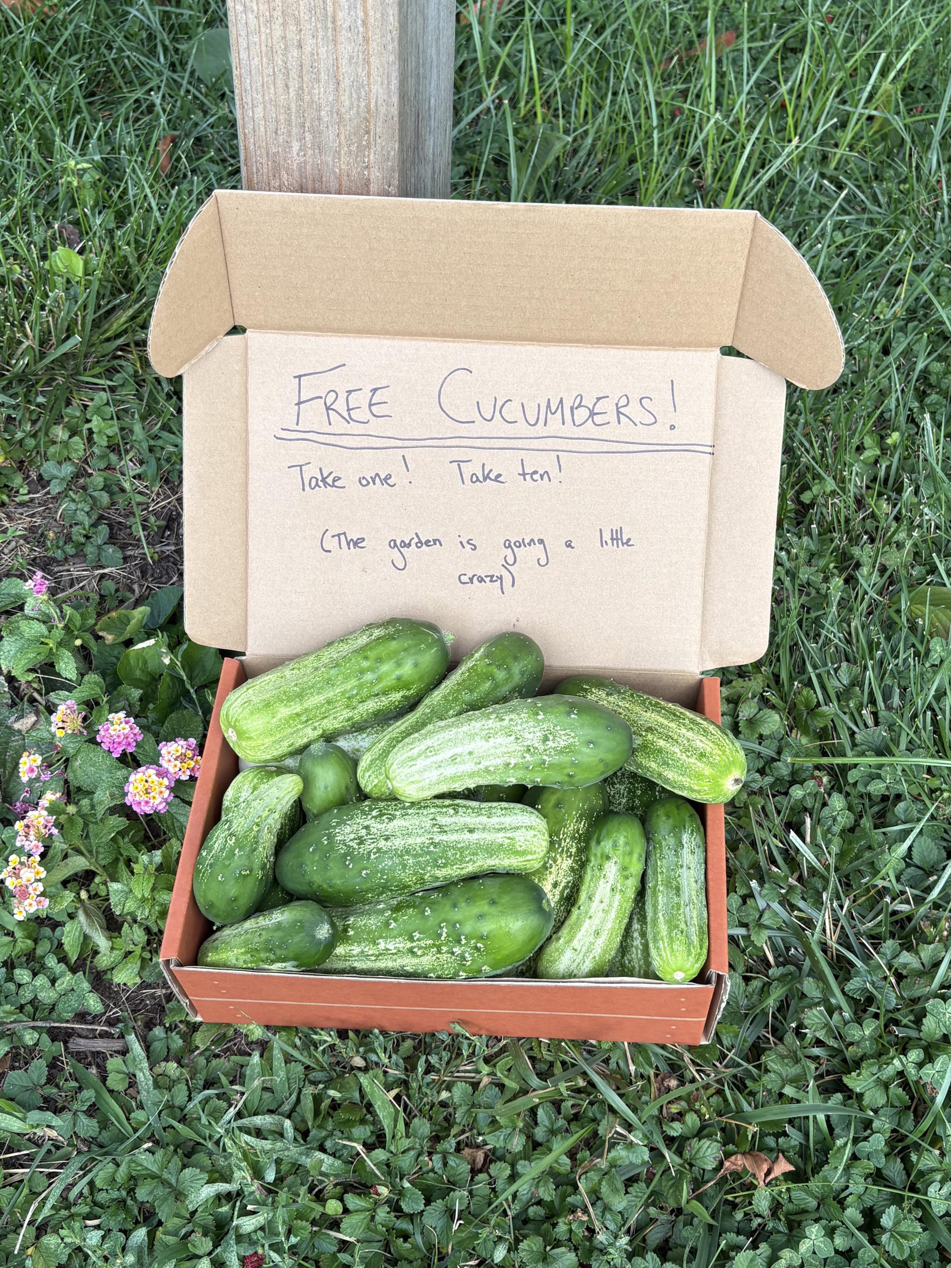 The Mid-Summer Zucchini Explosion: Why Gardeners Are Locking Their Car Doors