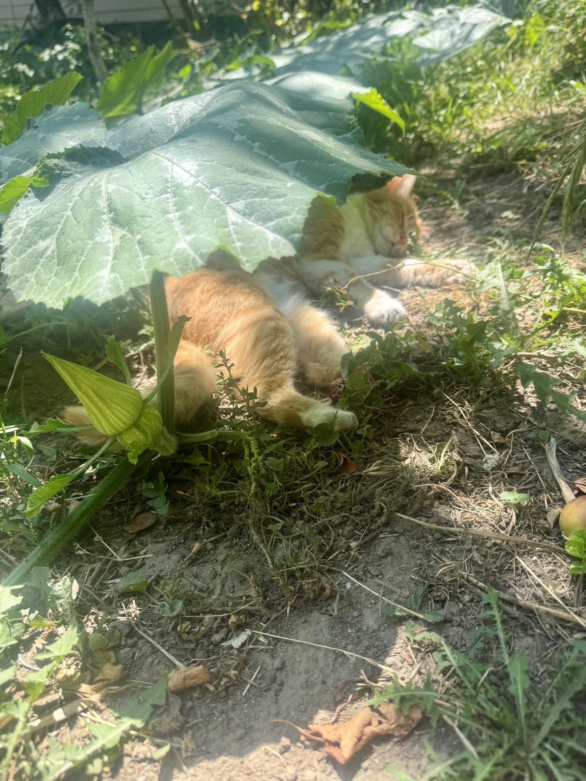 The Unexpected Garden Harvest: Why Pumpkin Plants Make the Perfect Pet Retreat