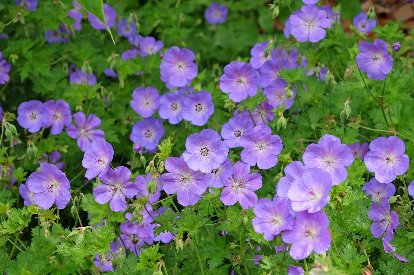 purple hardy geranium cranesbill rozanne in flower.