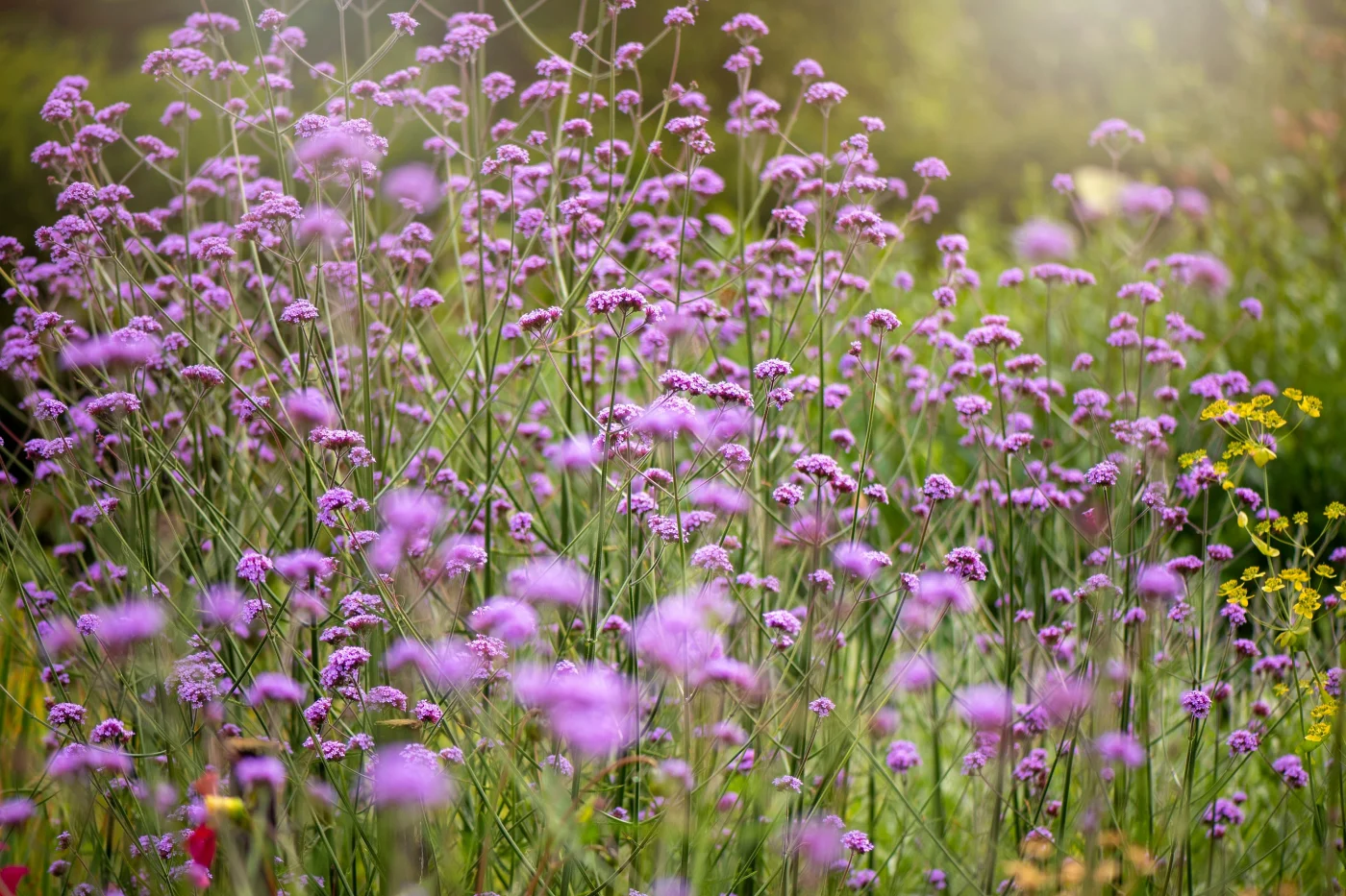 purple verbena bonariensis