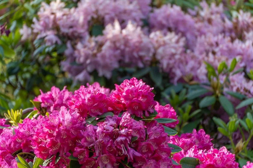 Rhododendron