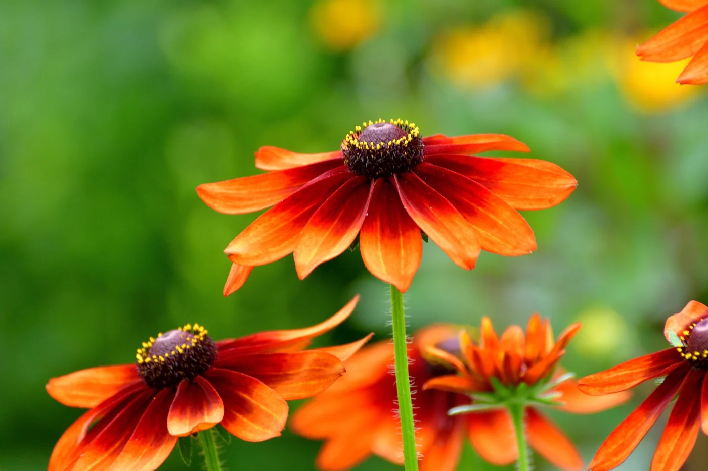 rudbeckia flower / black eyed susan