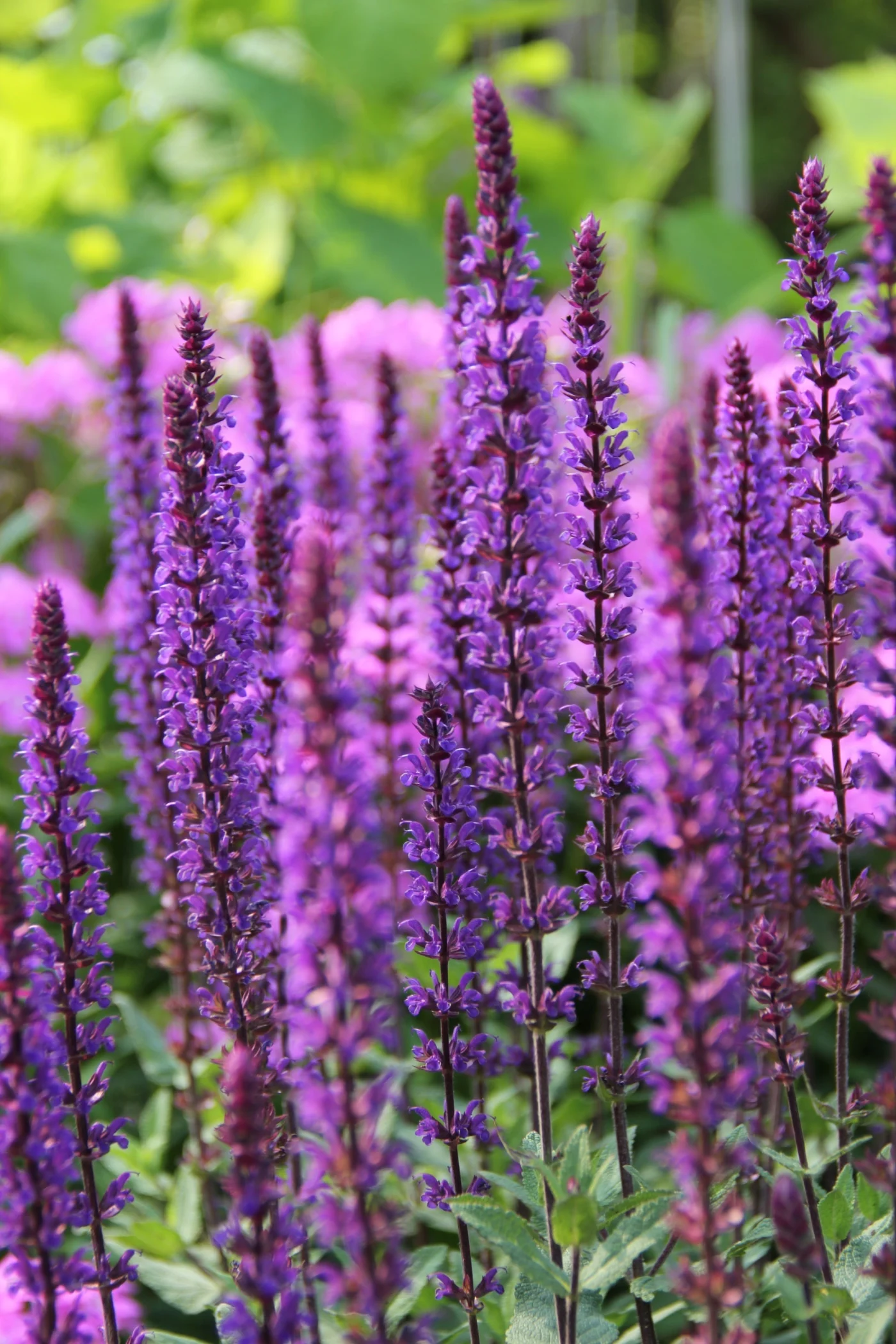 salvia caradonna