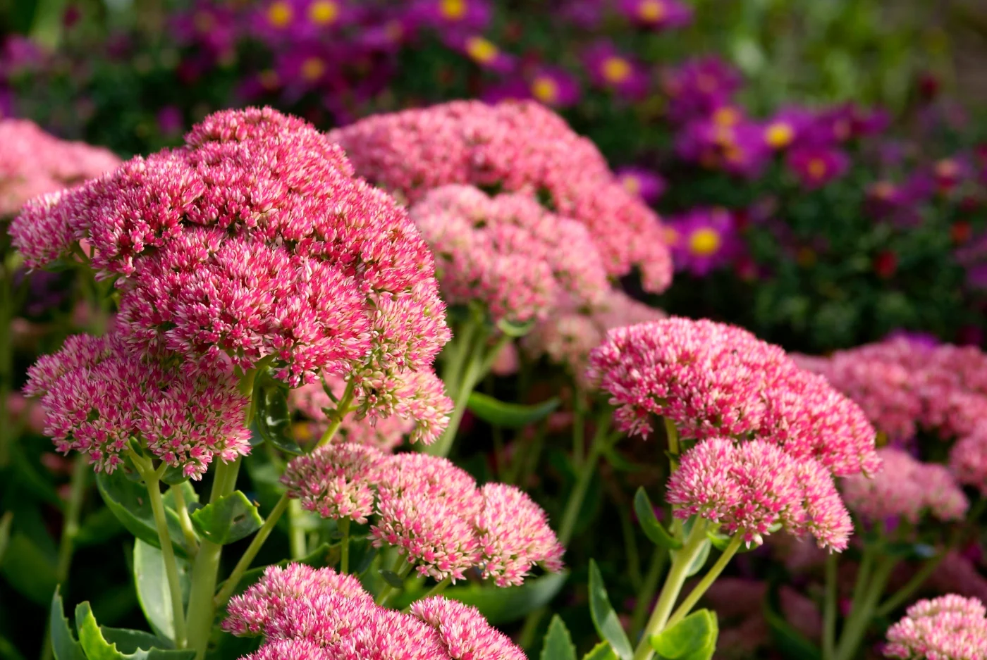 stonecrop and purple asters