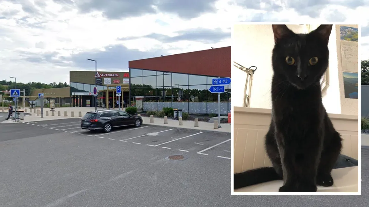 Vermisste Katze Chanel: Familie opfert Urlaub für verzweifelte Suchaktion