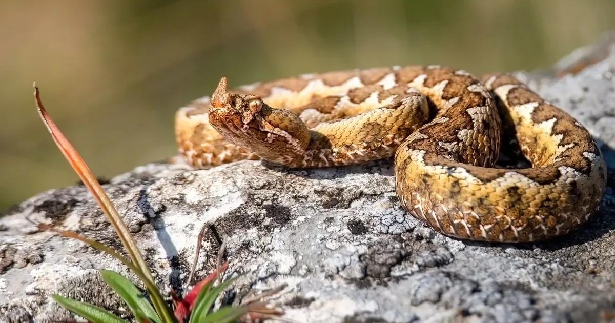 Vierjähriger bei Kroatien-Urlaub von Hornviper gebissen